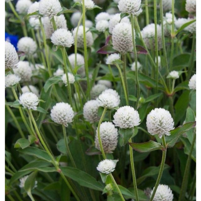 Hạt Giống Hoa Cúc Bách Nhật Trắng