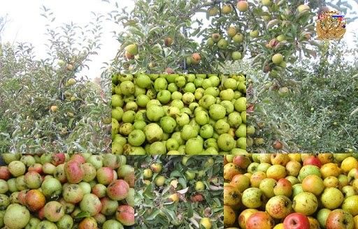 Hạt giống cây táo mèo gói 20 hạt