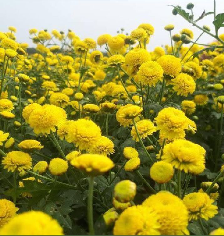 Hạt giống hoa Trà Hoa Cúc - Gói 3gram