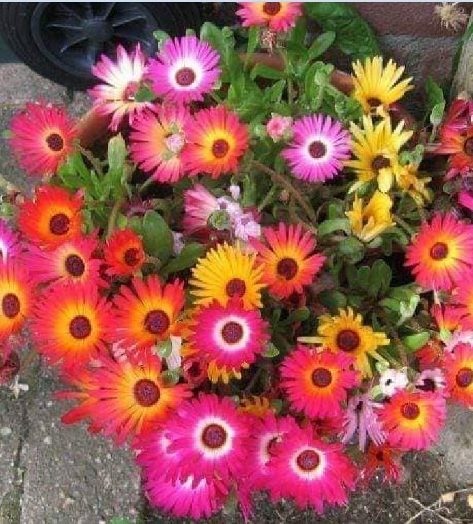 Hạt Giống Hoa Mười Giờ Châu Phi Mix Màu