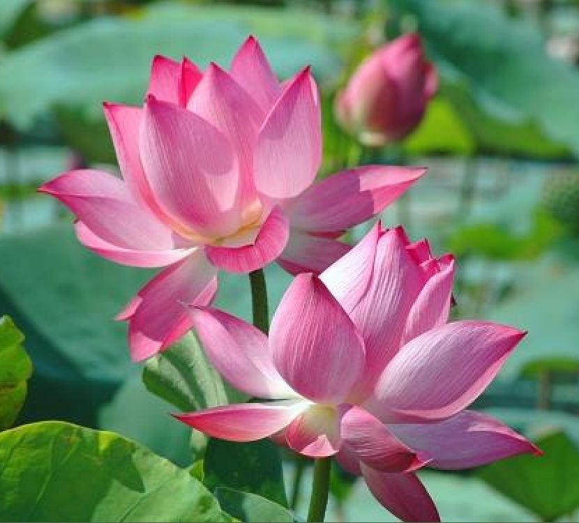 Hạt giống hoa sen lớn ( sen ta ) mix màu