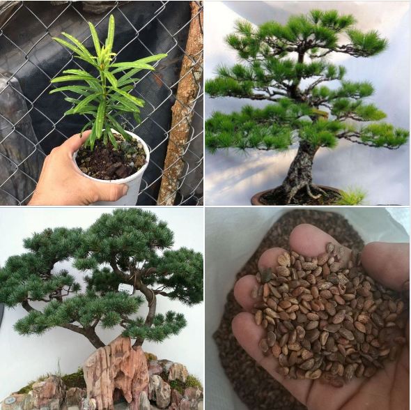 Hạt Giống Cây Tùng