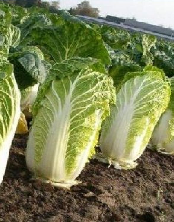 Hạt Giống Rau Cải Thảo F1