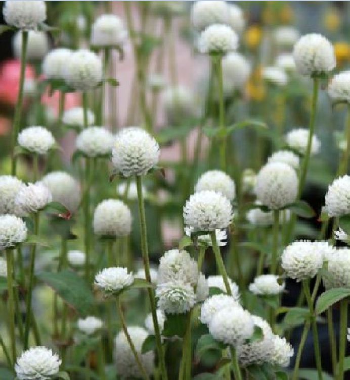 Hạt Giống Hoa Cúc Bách Nhật Trắng