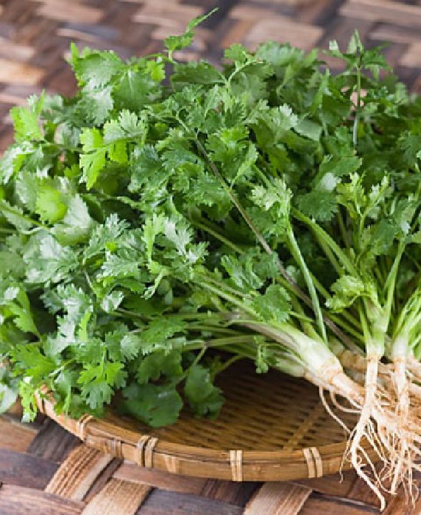 Hạt Giống Rau Mùi Cồn Tía ( Mùi Ta ) - Gói 20gram