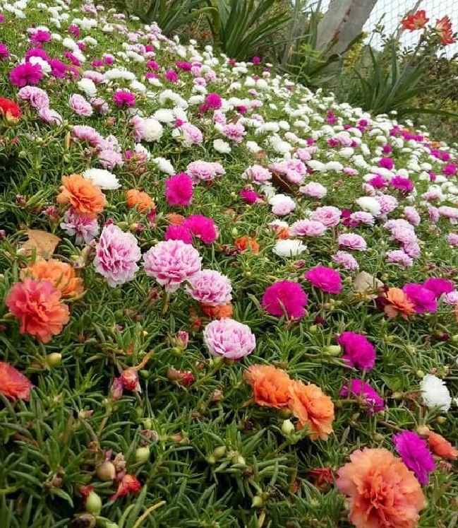Hạt Giống Hoa Mười Giờ Mỹ Cánh Kép F1