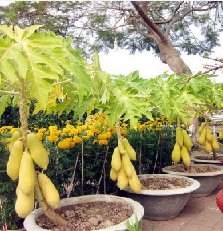 Hạt Giống Đu Đủ Da Vàng