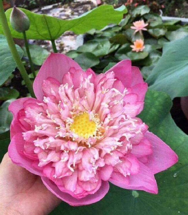 Hạt Giống Hoa Sen Bách Diệp Hồng