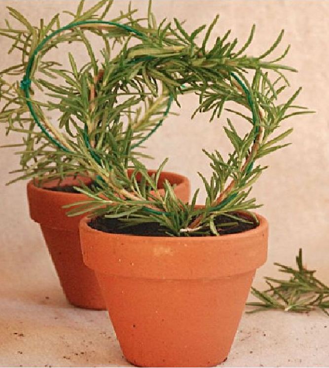 Hạt Giống Cây Hương Thảo Rosemary