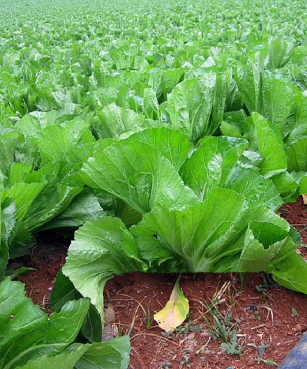 Hạt Giống Cải Bẹ Dưa Cao Sản