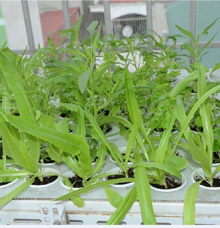 Hạt giống rau diếp thơm ( rau cải chíp )