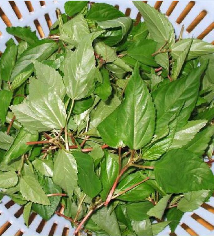 Hạt Giống Rau Đay Đỏ