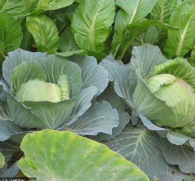 Hạt giống bắp cải xanh F1