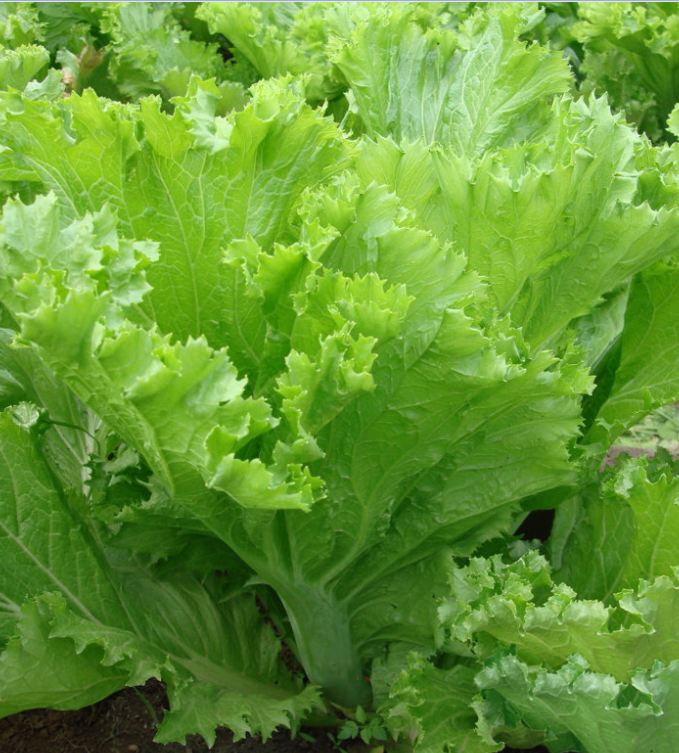Hạt giống rau cải mào gà cao sản