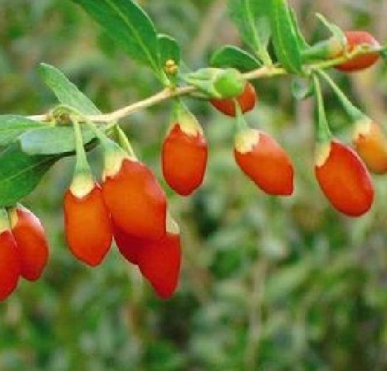Hạt Giống Quả Câu Kỷ Tử - GojiBerry