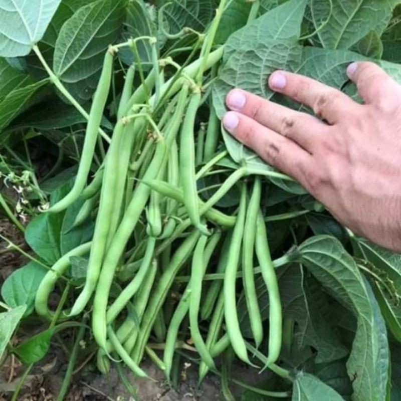 Hạt Giống Đậu Cove Lùn Hạt Trắng