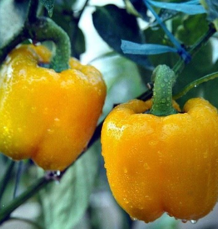 Hạt Giống Ớt Chuông Ngọt F1 Vàng