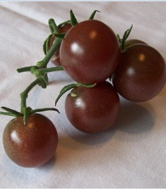 Hạt Giống Cà Chua Bi Socola F1 (Cà Chua Cherry)