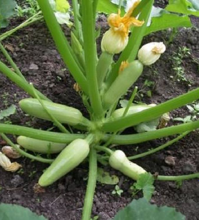 Hạt Giống Bí Ngòi Xanh Trái Dài F1