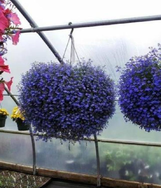 Hạt Giống Hoa Cúc Lobelia Nhiều Màu