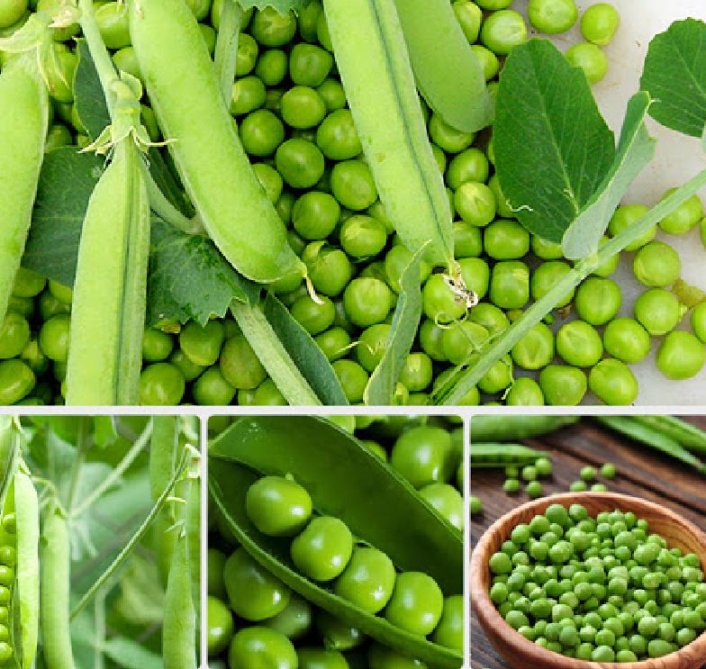 Hạt Giống Đậu Hà Lan Lấy Hạt