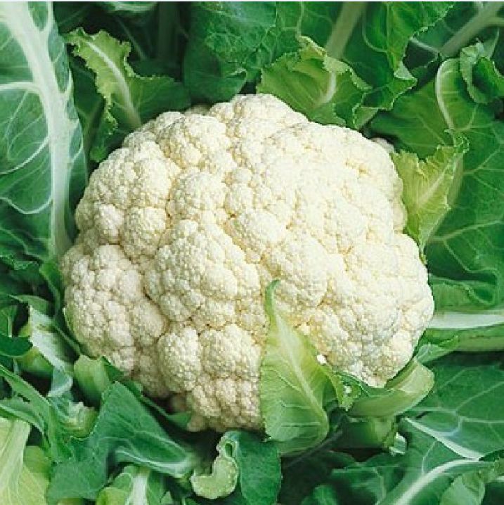 Hạt Giống Súp Lơ ( Bông Cải ) Trắng - Gói 0.2gram
