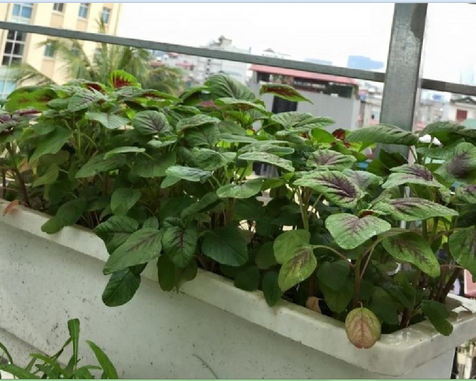 Hạt Giống Rau Dền Khoang Cao Sản