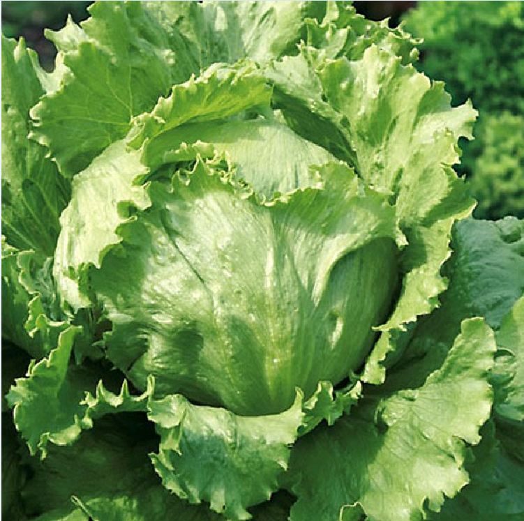 Hạt Giống Rau Xà Lách Cuộn Trắng - Gói 0.2gram