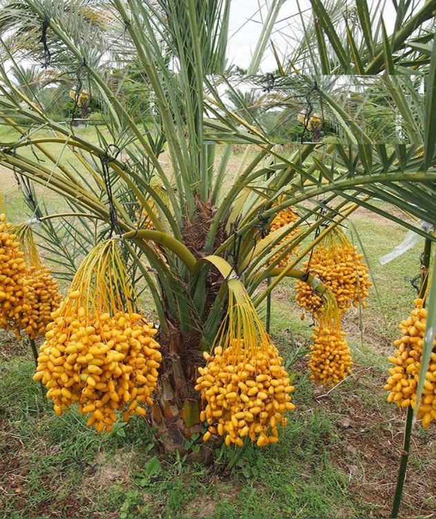Hạt Giống Chà Là Ăn Trái Trung Đông