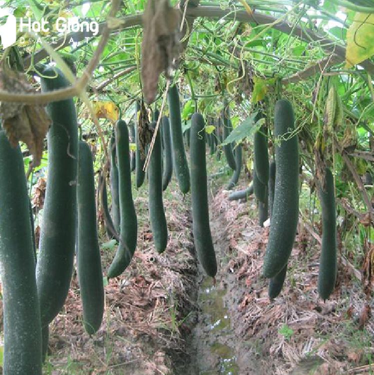 Hạt Giống Bí Xanh Trái Dài( Bí Sặt, Bí Đao)