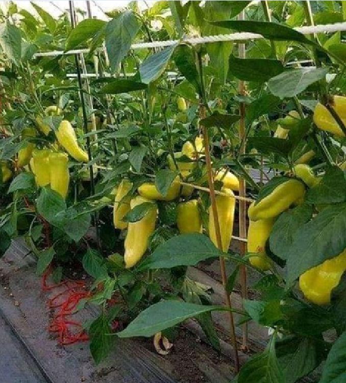 Hạt Giống Ớt Ngọt Đùi Gà Thái Lan - Gói 0,5gr