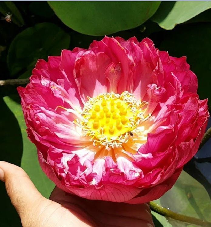 Hạt Giống Hoa Sen Bách Diệp Đỏ