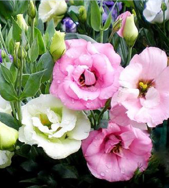 Hạt Giống Hoa Cát Tường Nhiều Màu