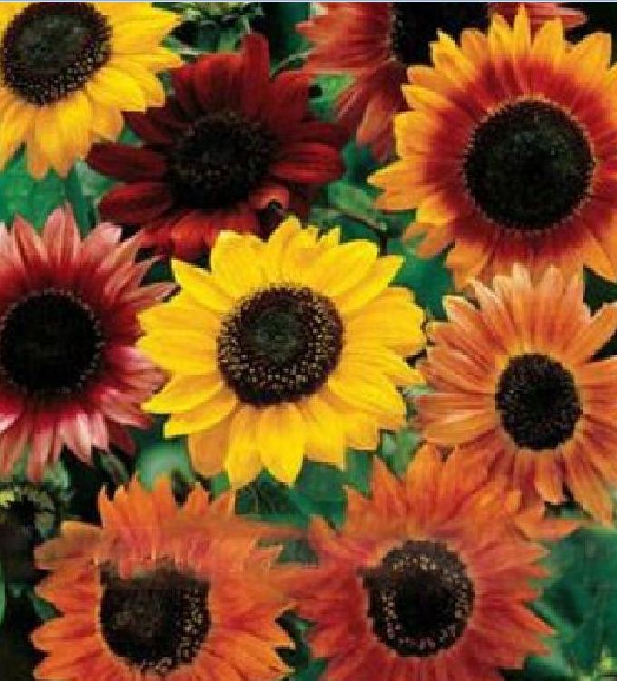 Hạt Giống Hoa Hướng Dương Nhiều Màu