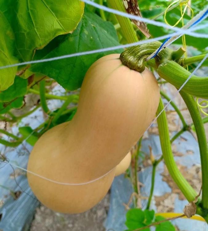 Hạt Giống Bí Ngô Mật Butter F1 Đài Loan