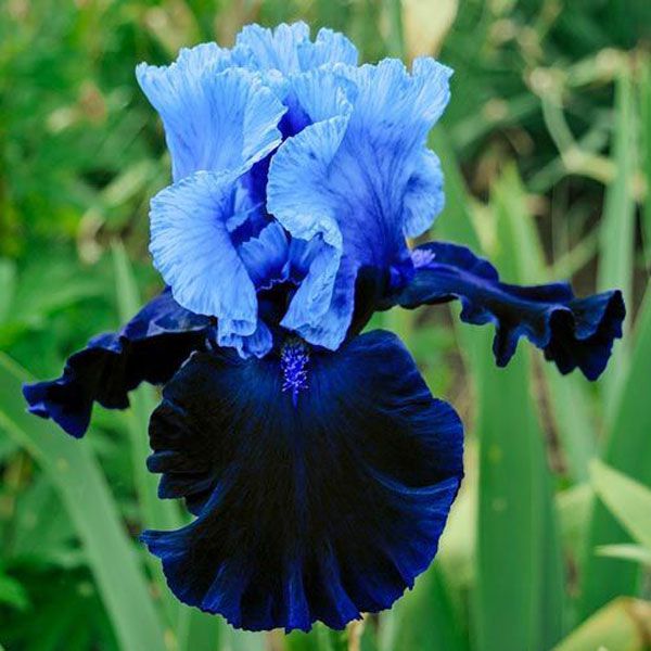 Hạt Giống Diên Vĩ Xanh (Iris Xanh )