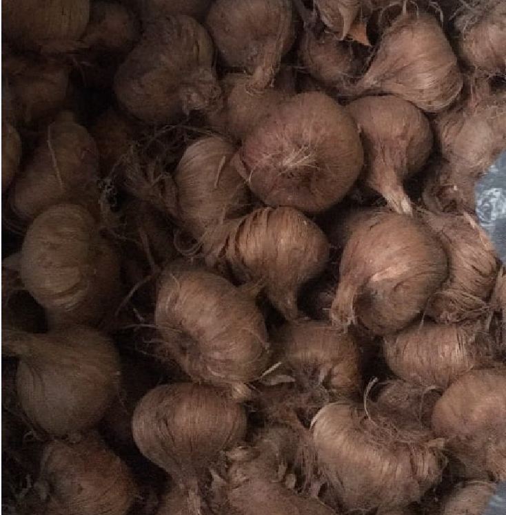 Củ Giống Hoa Nghệ Tây Hoa Màu Tím Nhạt -5 Củ
