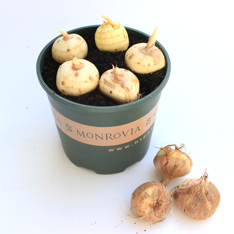 Củ Giống Hoa Nghệ Tây Hoa Màu Hồng - 5 Củ