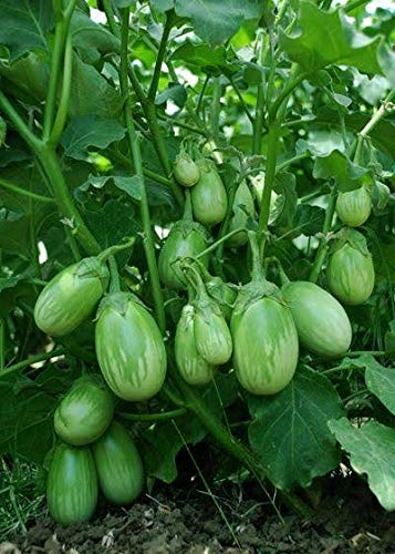 Hạt Giống Cà Trứng Rồng Mã Lai