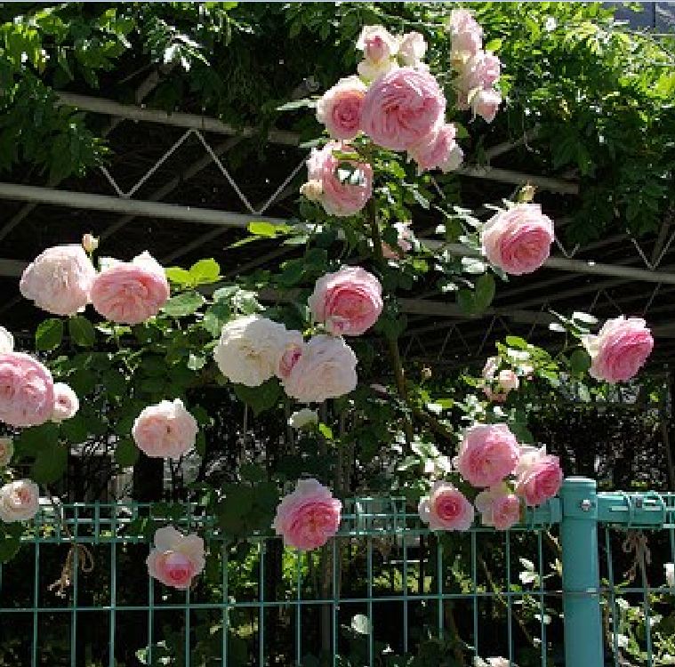 Hạt Giống Hoa Hồng Leo Pháp Mix Màu