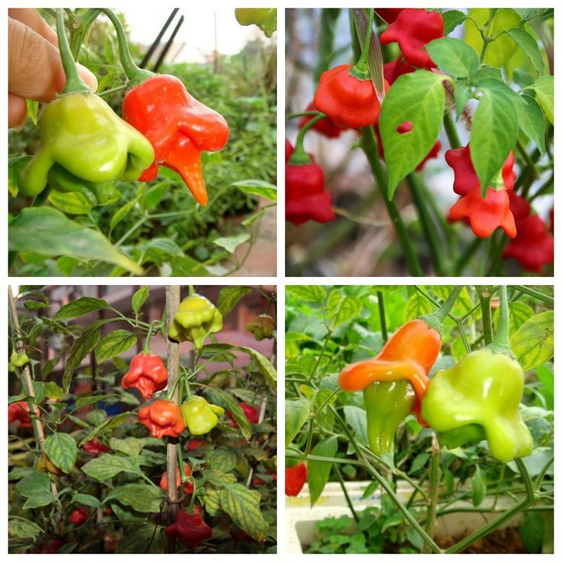 Hạt Giống Ớt Hoa Hồng