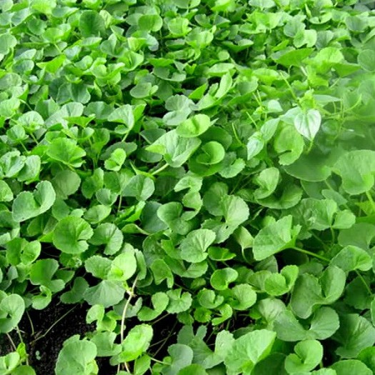 Hạt Giống Rau Má Lá Nhỏ