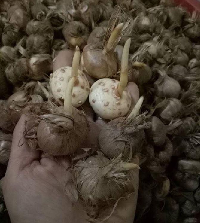 Bộ 10 củ giống hoa nghệ tây nhiều màu