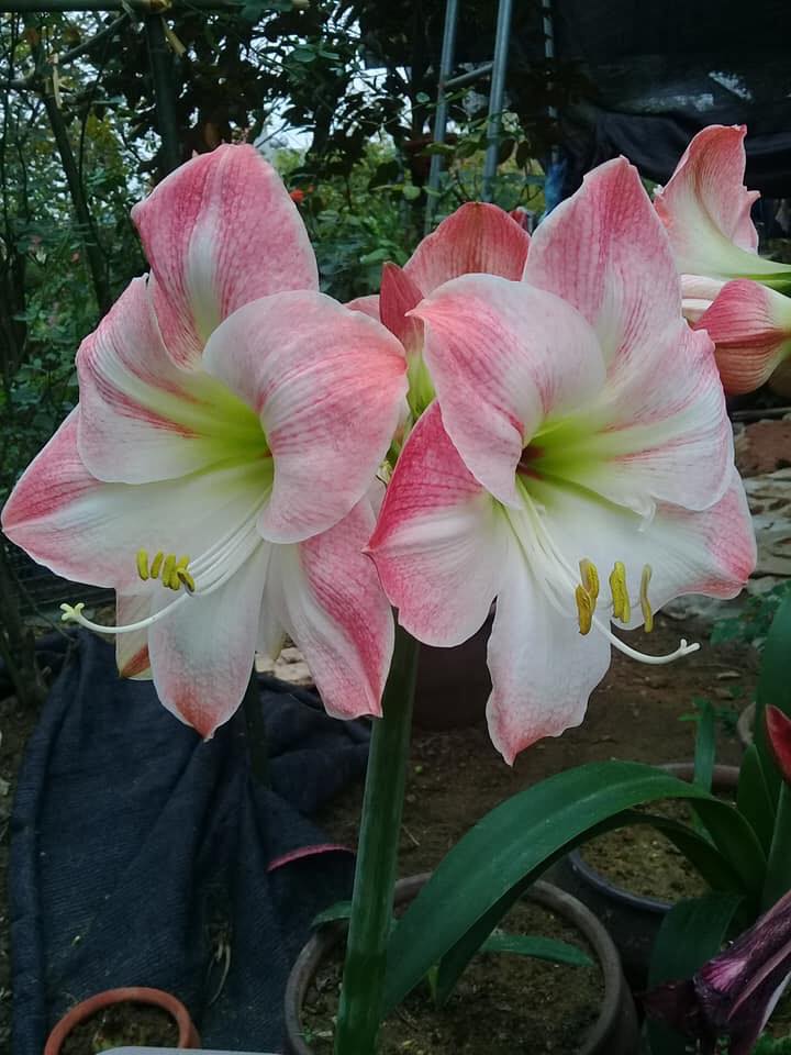 Củ Giống Hoa Huệ Tây Hoa Màu Hồng Đào