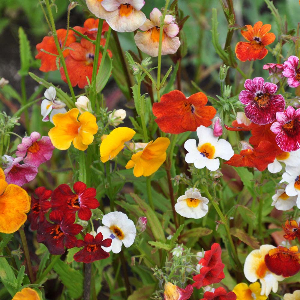 Hạt Giống Hoa Mây Nhiều Màu ( Nemesia Strumosa Mixed )