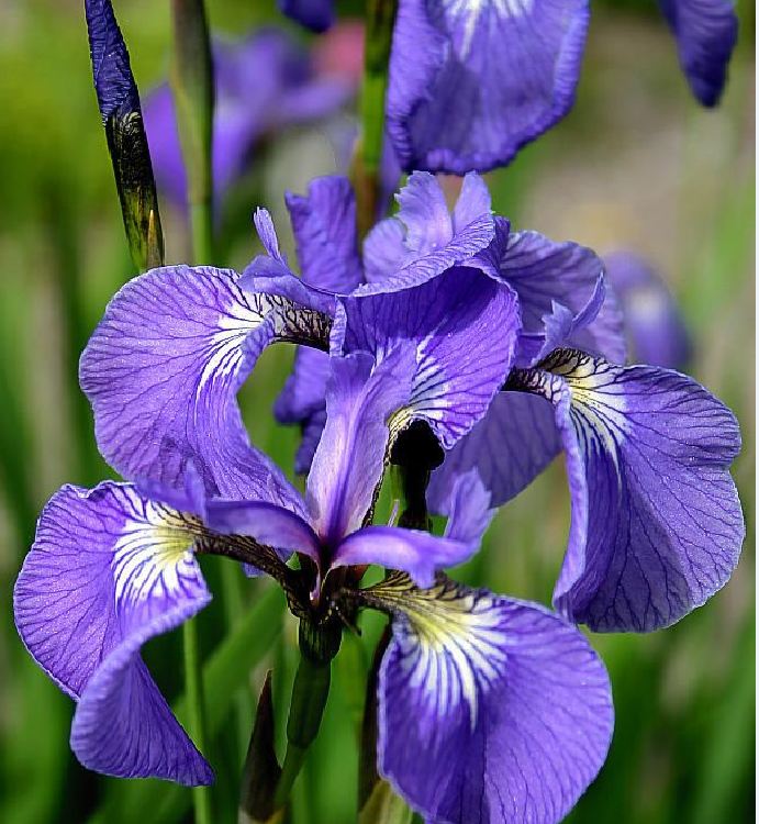Hạt Giống Diên Vĩ Xanh (Iris Xanh )