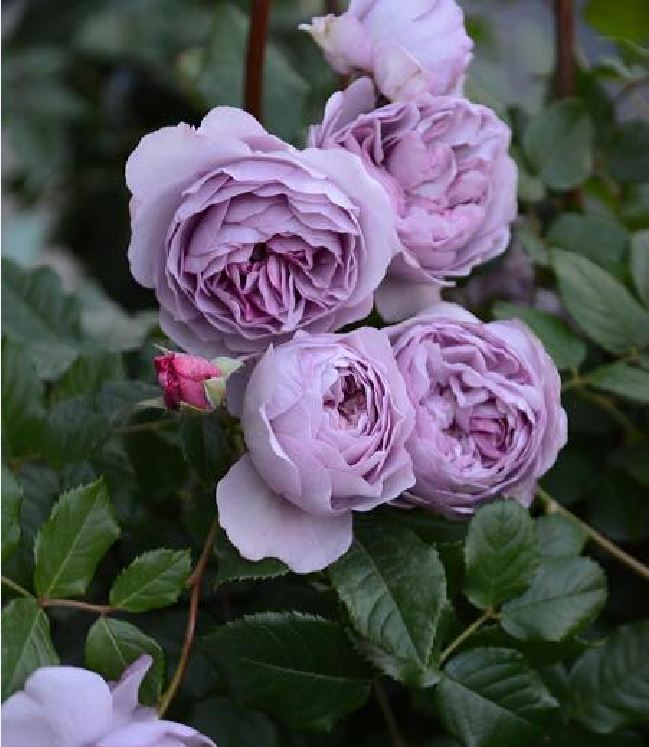 Hạt Giống Hoa Hồng Leo Pháp Mix Màu