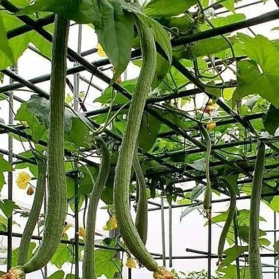 Hạt Giống Mướp Hương Trái Dài F1