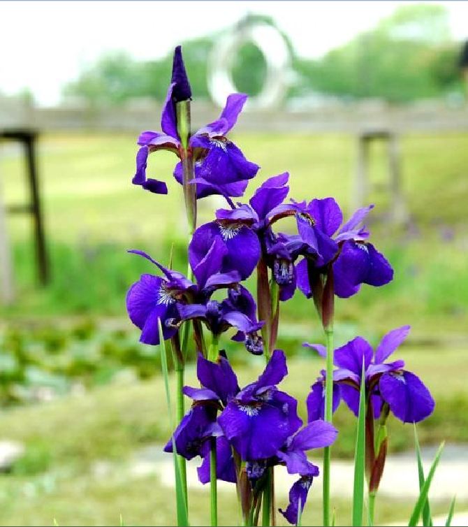 Hạt Giống Diên Vĩ Xanh (Iris Xanh )
