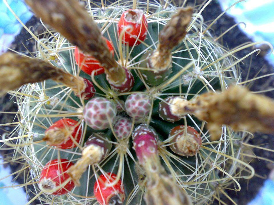 Hạt giống hoa xương rồng hamato